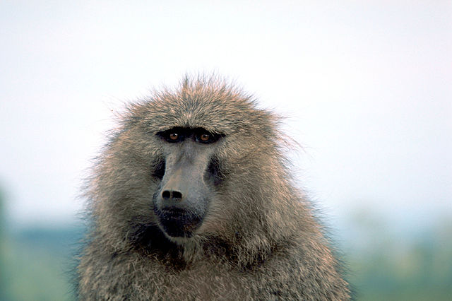 "Olive baboon" by Stolz, Gary M. - United States Fish and Wildlife Service: Digital Library System (WO-5697-031). Licensed under Public domain via Wikimedia Commons - http://commons.wikimedia.org/wiki/File:Olive_baboon.jpg#mediaviewer/File:Olive_baboon.jpg